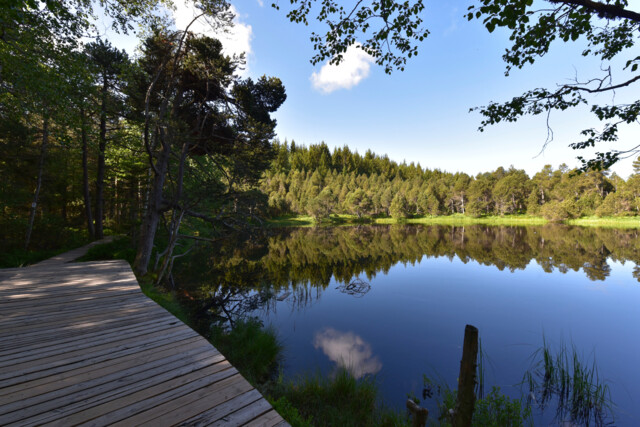 Blindensee-Moor