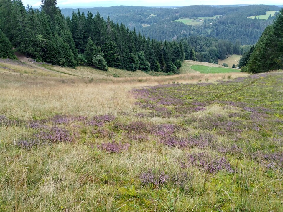 Ein im Schwarzwald eher seltener Anblick: Die Heidelandschaft rund um den Rohrhardsberg