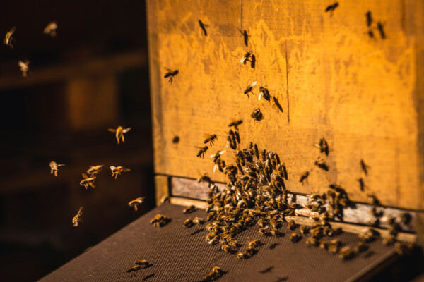 Bienen, fliegend, Bienenstock