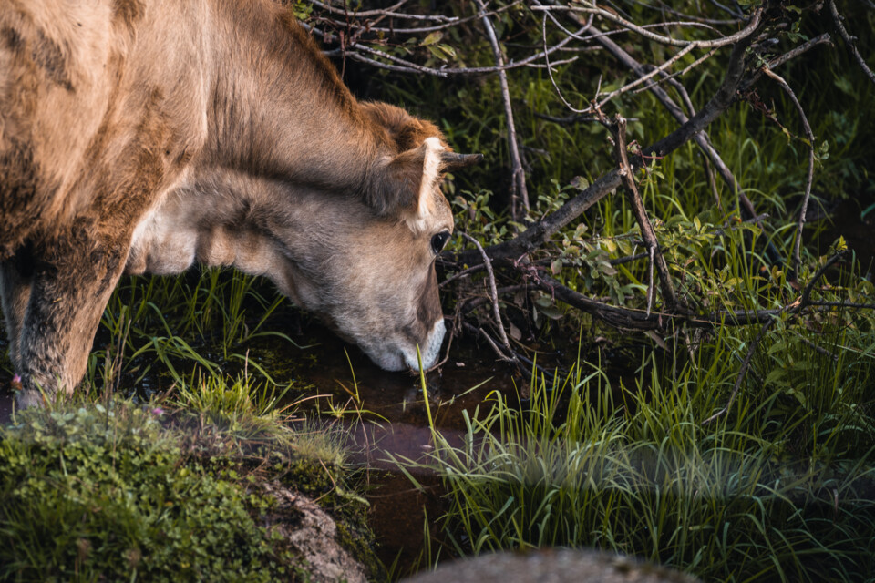 Eine Kuh stillt ihren Durst mit dem frischen Quellwasser