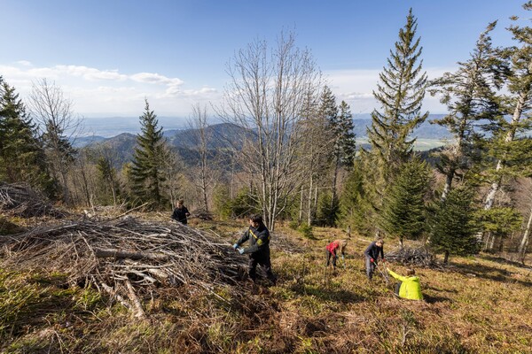 Tageseinsatz am Rohrhardsberg: Die Gruppe arbeitet für die Erhaltung von Lebensräumen für das Auerwild