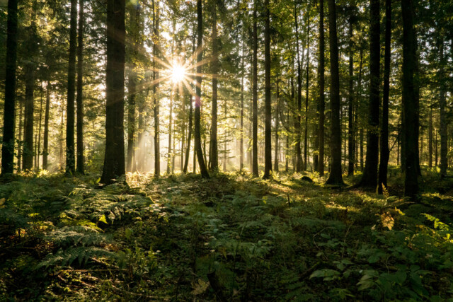 Herrliche Morgenstimmung im Wald.